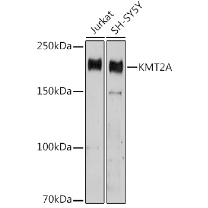 KMT2A Rabbit Polyclonal Antibody