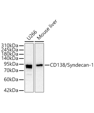 CD138/Syndecan-1 Rabbit Polyclonal Antibody