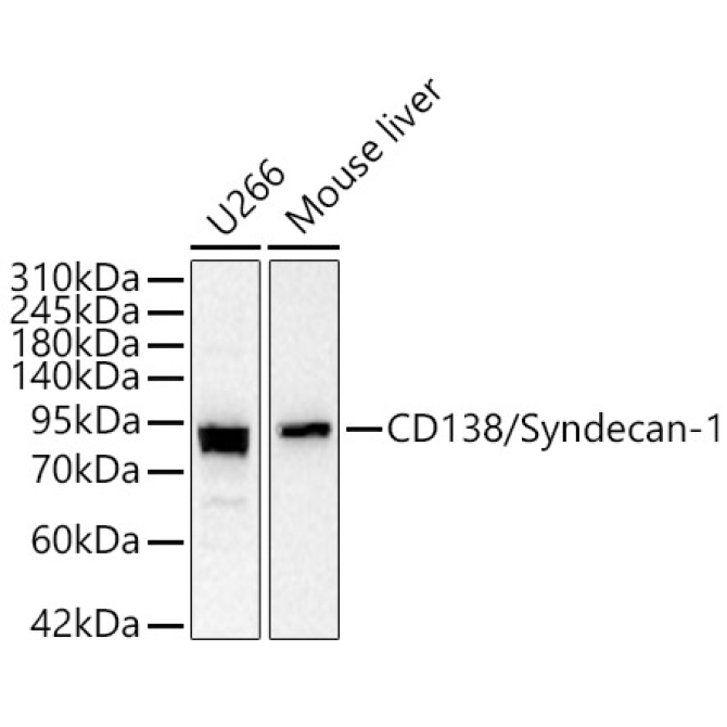 CD138/Syndecan-1 Rabbit Polyclonal Antibody