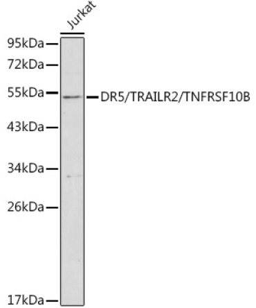 DR5/TRAILR2/TNFRSF10B Rabbit Polyclonal Antibody