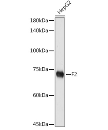 F2 Rabbit Polyclonal Antibody