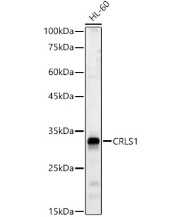 CRLS1 Rabbit Polyclonal Antibody