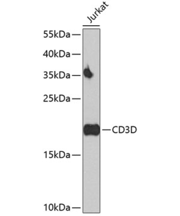 CD3D Rabbit Polyclonal Antibody