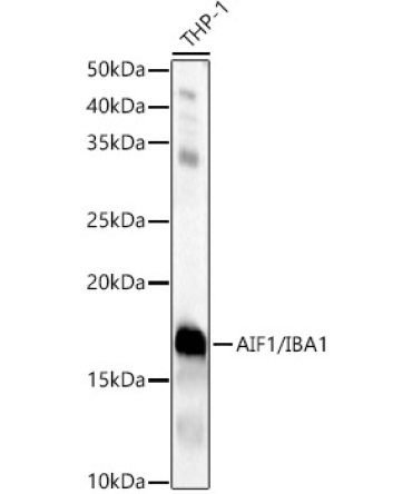 AIF1/IBA1 Rabbit Polyclonal Antibody
