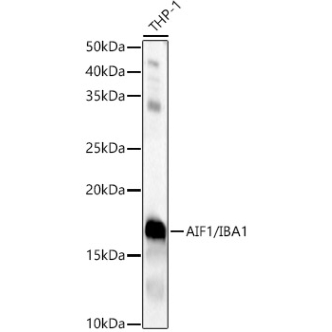 AIF1/IBA1 Rabbit Polyclonal Antibody
