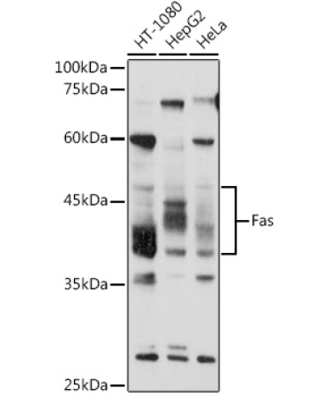 Fas Rabbit Polyclonal Antibody