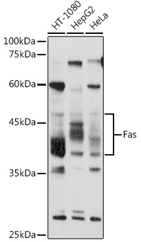 Fas Rabbit Polyclonal Antibody