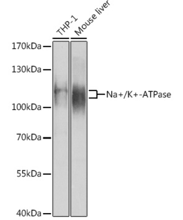 Na+/K+-ATPase Rabbit Polyclonal Antibody