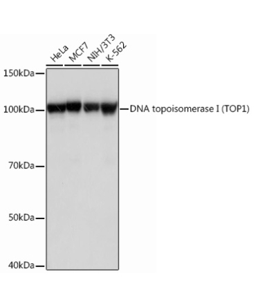 DNA topoisomerase I (TOP1) Rabbit Monoclonal Antibody