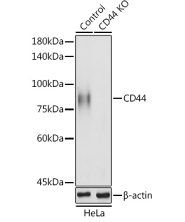 CD44 Rabbit Polyclonal Antibody [KO Validated]