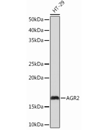 AGR2 Rabbit Monoclonal Antibody