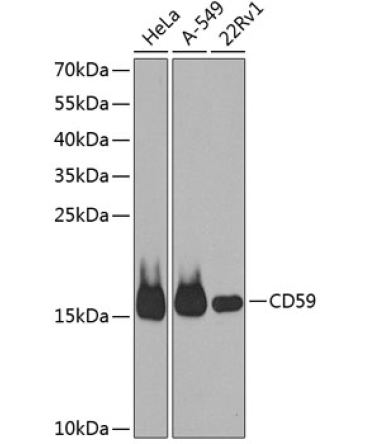 CD59 Rabbit Polyclonal Antibody