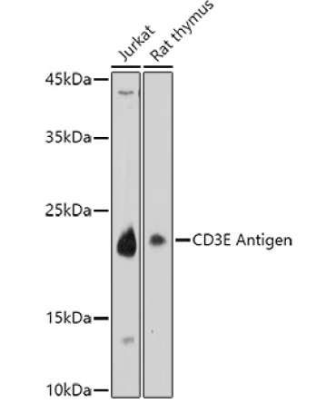 CD3E Antigen Rabbit Polyclonal Antibody