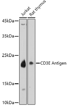 CD3E Antigen Rabbit Polyclonal Antibody