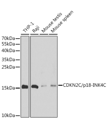 CDKN2C/p18-INK4C Rabbit Polyclonal Antibody