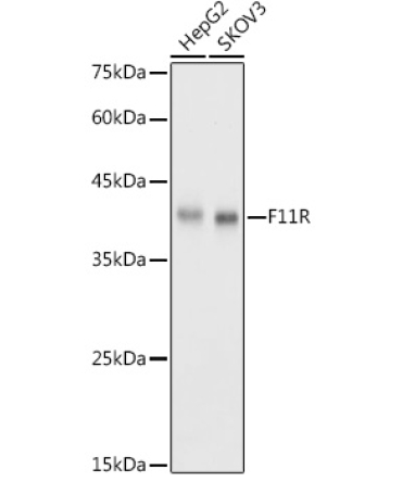 JAM-A/CD321/F11R Rabbit Polyclonal Antibody