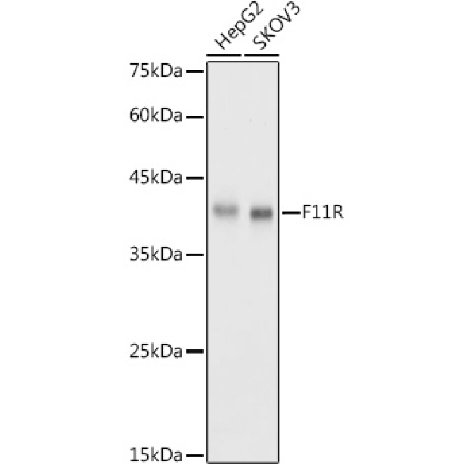 JAM-A/CD321/F11R Rabbit Polyclonal Antibody