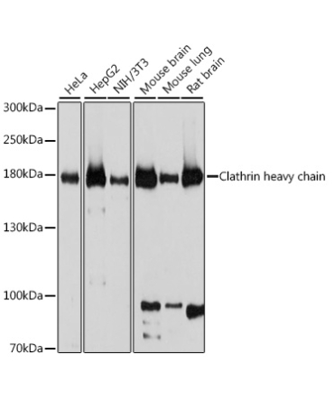 Clathrin heavy chain Rabbit Polyclonal Antibody