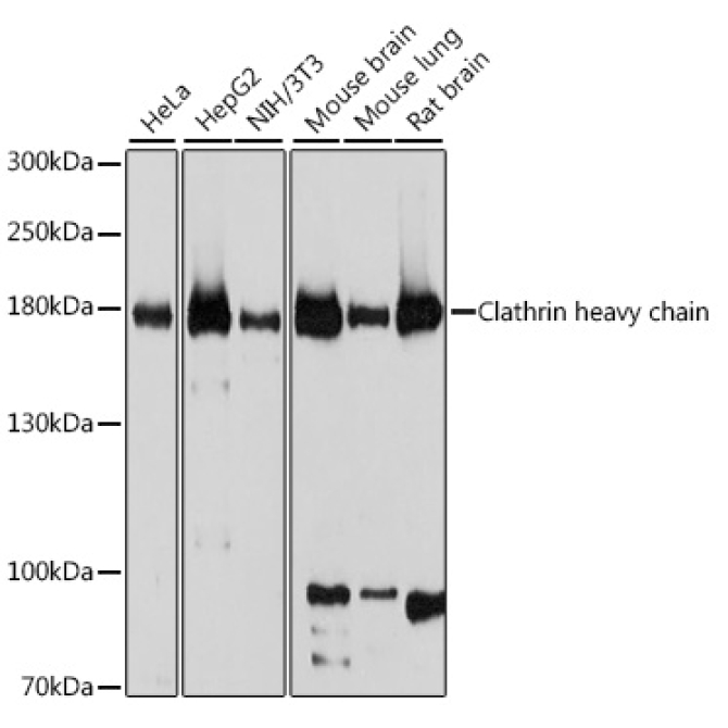 Clathrin heavy chain Rabbit Polyclonal Antibody