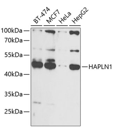 HAPLN1 Rabbit Polyclonal Antibody