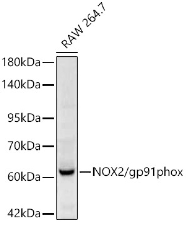 NOX2/gp91phox Rabbit Polyclonal Antibody