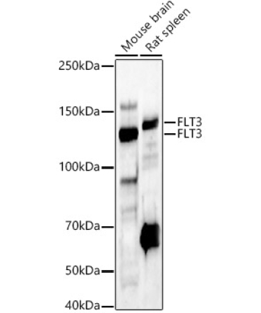 FLT3 Rabbit Polyclonal Antibody