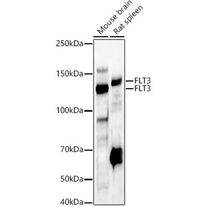 FLT3 Rabbit Polyclonal Antibody