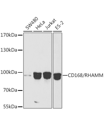 CD168/RHAMM Rabbit Polyclonal Antibody [KO Validated]