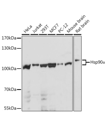 Hsp90Alpha Rabbit Polyclonal Antibody