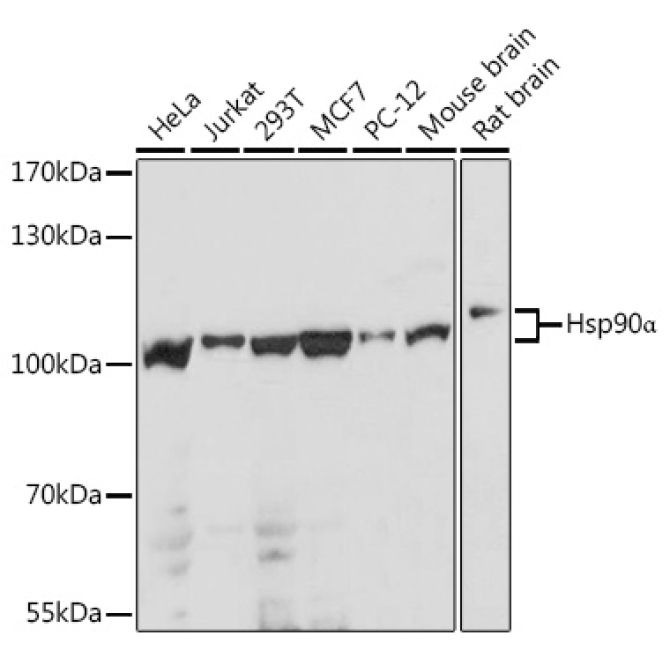 Hsp90Alpha Rabbit Polyclonal Antibody