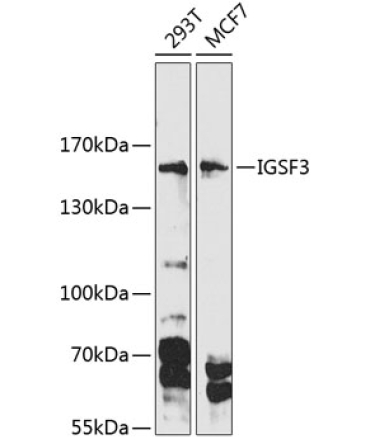 IGSF3 Rabbit Polyclonal Antibody