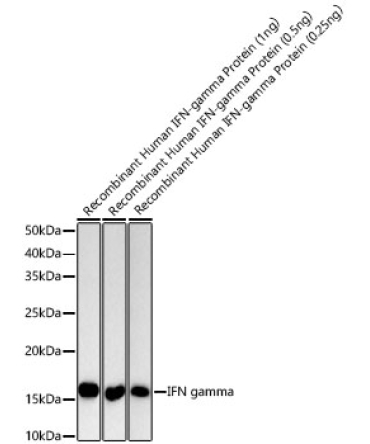 IFN gamma Rabbit Polyclonal Antibody