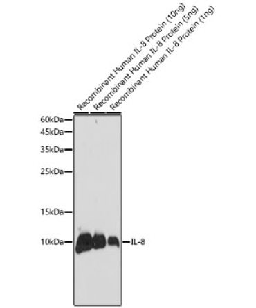 IL8 Rabbit Polyclonal Antibody
