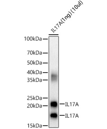 IL17A Rabbit Polyclonal Antibody