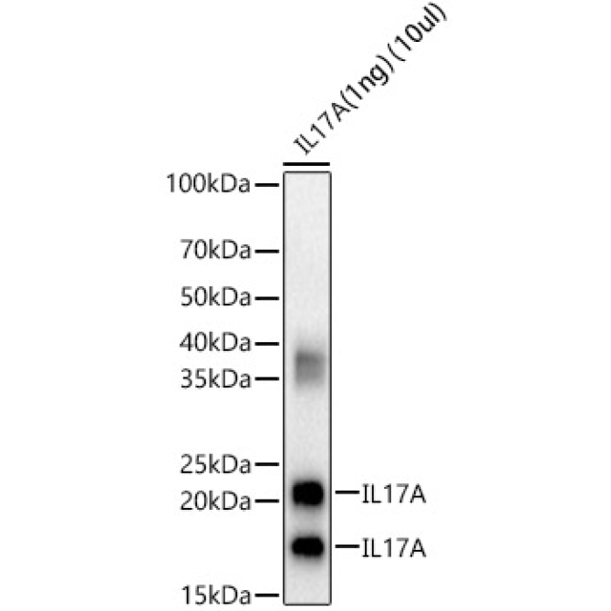 IL17A Rabbit Polyclonal Antibody