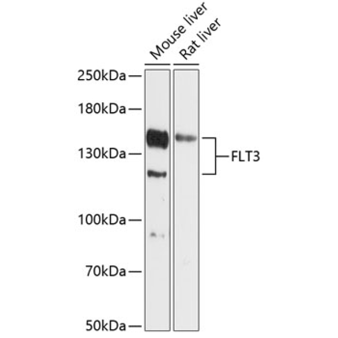 FLT3 Rabbit Polyclonal Antibody