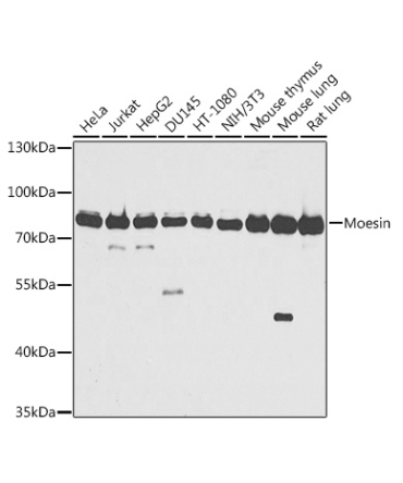 Moesin Rabbit Polyclonal Antibody