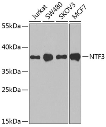 NTF3 Rabbit Polyclonal Antibody