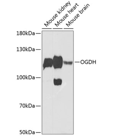 OGDH Rabbit Polyclonal Antibody