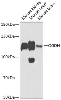 OGDH Rabbit Polyclonal Antibody