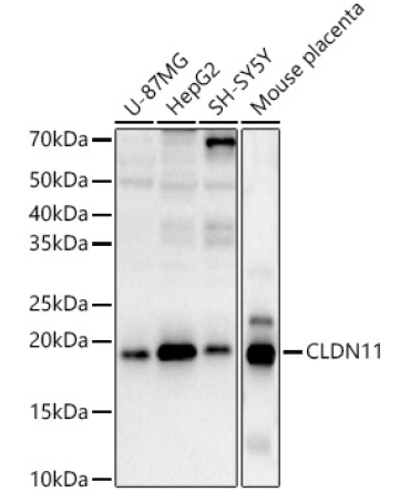 CLDN11 Rabbit Polyclonal Antibody