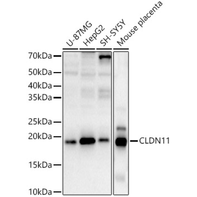 CLDN11 Rabbit Polyclonal Antibody