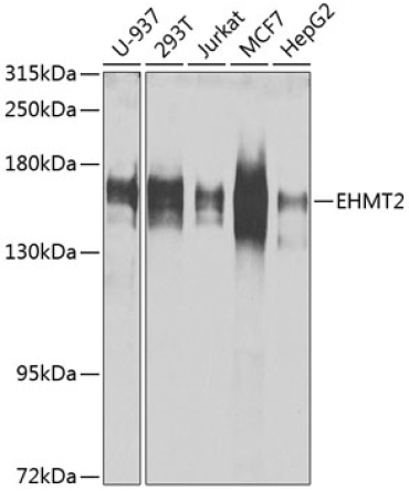 EHMT2 Rabbit Polyclonal Antibody [KO Validated]