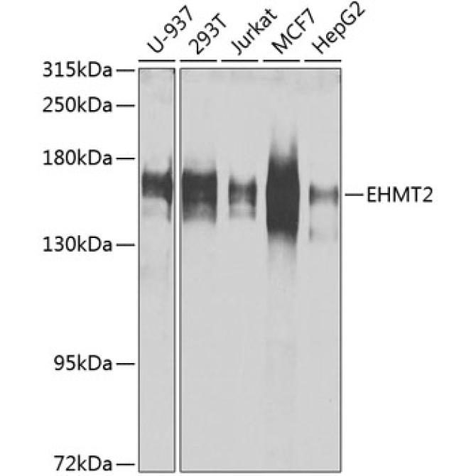 EHMT2 Rabbit Polyclonal Antibody [KO Validated]