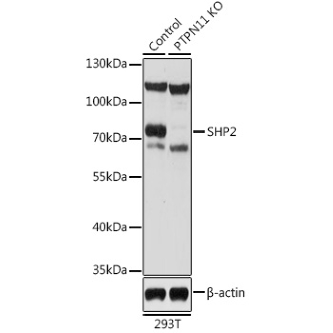 SHP2 Rabbit Polyclonal Antibody [KO Validated]