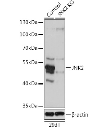 JNK2 Rabbit Polyclonal Antibody [KO Validated]