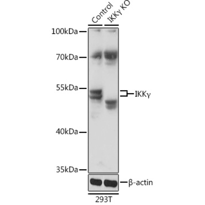 IKKGamma Rabbit Polyclonal Antibody [KO Validated]