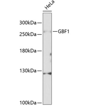 GBF1 Rabbit Polyclonal Antibody
