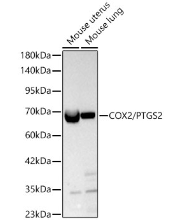 COX2/PTGS2 Rabbit Polyclonal Antibody