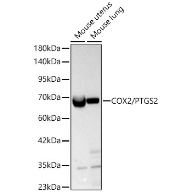 COX2/PTGS2 Rabbit Polyclonal Antibody